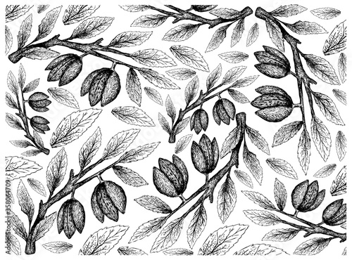 Illustration Wallpaper of Hand Drawn Sketch of Almonds on A Tree, Good Source of Dietary Fiber, Vitamins and Minerals.

