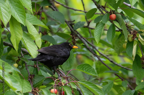 Common male blackbird (turdus merula) perched in a cherry tree with some red and green cherries during spring in germany mecklenburg vorpommern