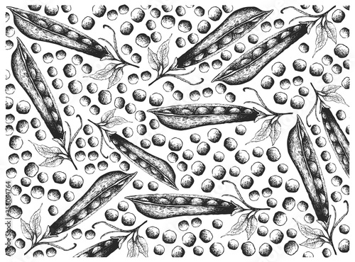 Vegetable, Illustration Wallpaper of Hand Drawn Sketch Fresh Snow Peas, Snap Peas or Pisum Sativum Isolated on White Background.

