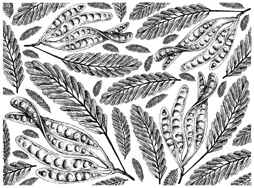 Illustration Wallpaper Background of Hand Drawn Sketch of Sato, Parkia Speciosa, Bitter Beans or Twisted Cluster Beans with Carbohydrates, Protein, Folate B9, Pyridoxine B6 and Pantothenic Acid B5.
