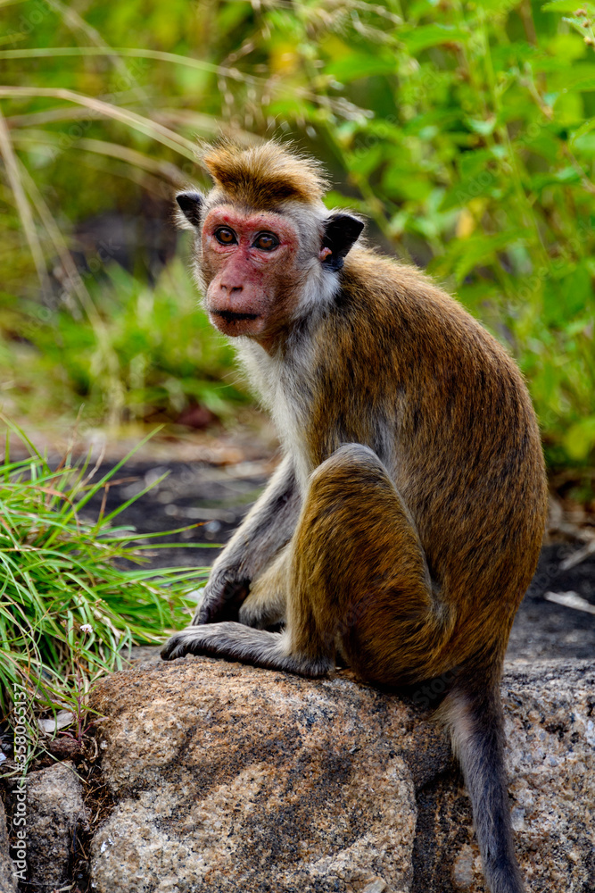 Fototapeta premium Monkey in wilderness, Sri Lanka