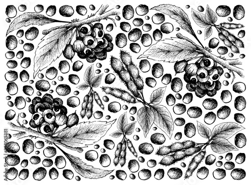 Vegetable, Illustration Wallpaper of Hand Drawn Sketch Red Guarana or Paullinia Cupana Fruits and Soybeans Isolated on White Background.
