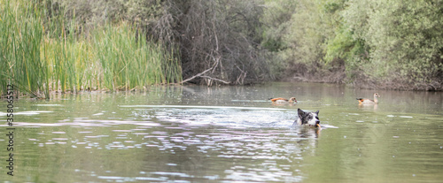 a Border Collie taking a bath in the river and playing with a stick 