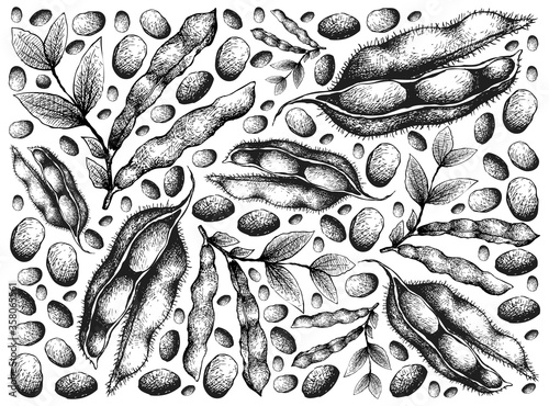 Vegetable, Illustration Wallpaper of Hand Drawn Sketch Fresh Fava Bean or Broad Beans and Soybeans Background.
