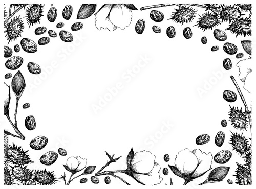 Illustration Frame of Hand Drawn Sketch of A Branch of Cotton Flower with Bud and Castor Beans or Ricinus Communis Isolated on White Background.
