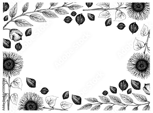 Illustration Frame fof Hand Drawn Sketch of Sunflowers and Black Walnuts or Juglans Nigra on White Background.
