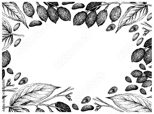 Illustration Frame of Hand Drawn Sketch of Almonds and Canarium Indicum, Galip Nuts or Pacific Almonds on White Background, Good Source of Dietary Fiber, Vitamins and Minerals.
 