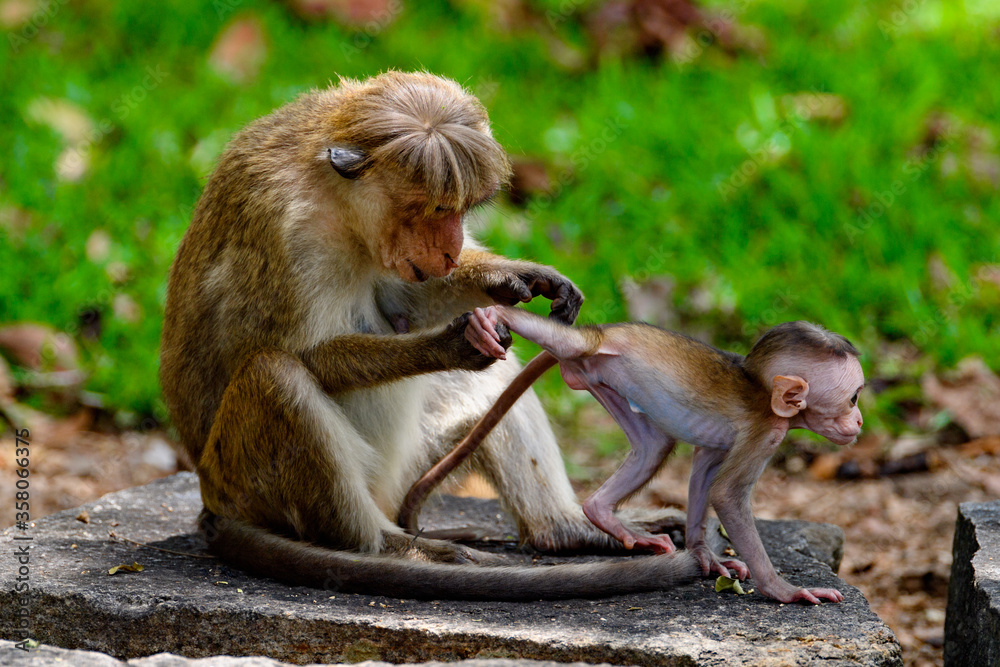 Fototapeta premium Monkey baby and mother in wilderness, Sri Lanka