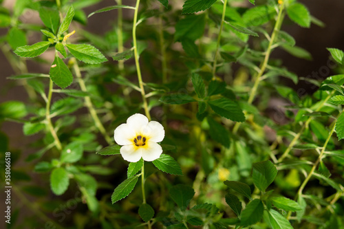 Fototapeta Naklejka Na Ścianę i Meble -  White flowers blooming in summer