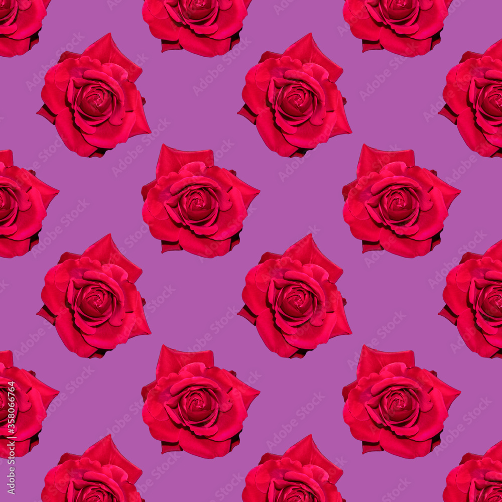 Red blooming rose. Background of flowers. Flower pattern. Flowers on a purple background.
