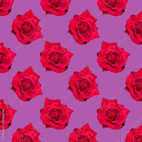 Red blooming rose. Background of flowers. Flower pattern. Flowers on a purple background.