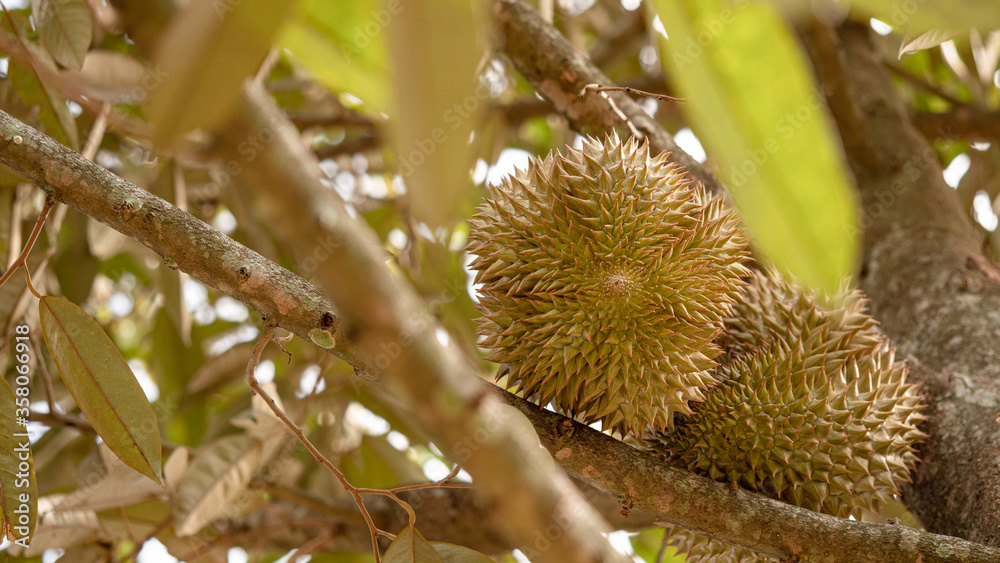 Closeup, Durian fruit on the tree in the durian garden Closeup, Durian fruit on the tree in the durian garden