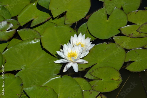 Beautiful water lily floating on water. Nymphaeum and green leaves in pond. Pink water-lilies close up. Lily flower on the water surface