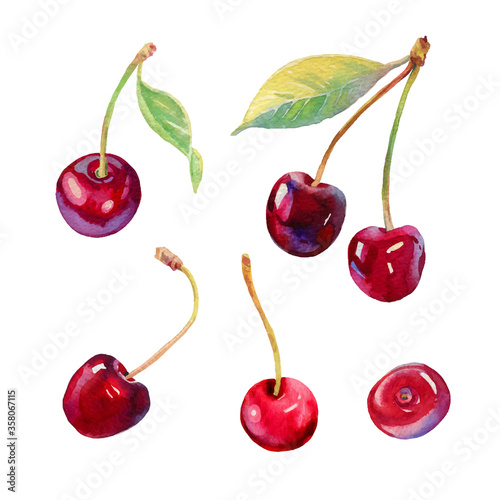 Cherries vectorised watercolour illustration. Hand drawn cherries vector set. Fresh sweet and tasty cherries. Bright  illustration. Watercolor botanical painting. Beautiful berries isolated on white