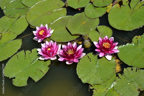 Fotografie, Obraz Beautiful water lily floating on water