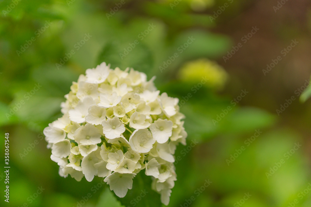 かわいいいアジサイの花 かわいいいアジサイの花