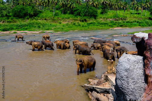 Asian elephant in the water, Pinnawala Orphanage,  Wilpattu National Park, Sri Lanka