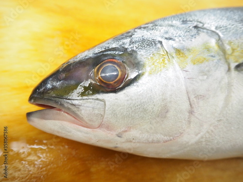 ハマチとの見分け方がわかるヒラマサの頭部