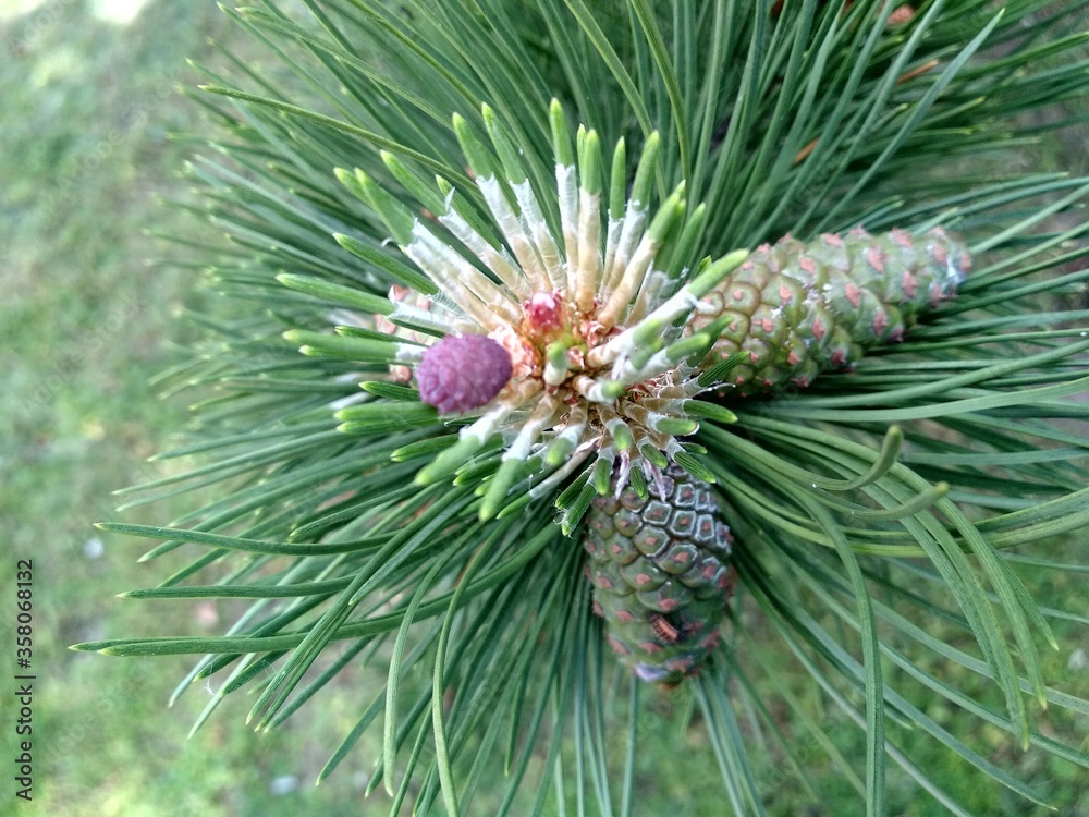 branch of a pine