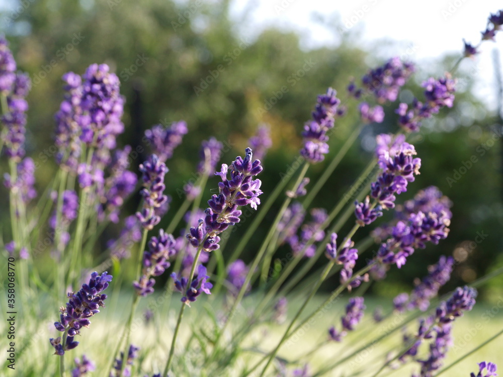 Obraz premium lavender