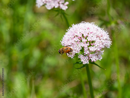 Hoverfly is sucking nectar on the flowers of Japanese valerian in Fukuoka prefecture, JAPAN. 