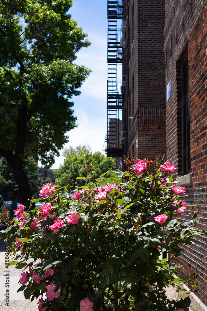 Beautiful Pink Rose Bush during Spring next to an Old Brick Apartment Building in Astoria Queens New York