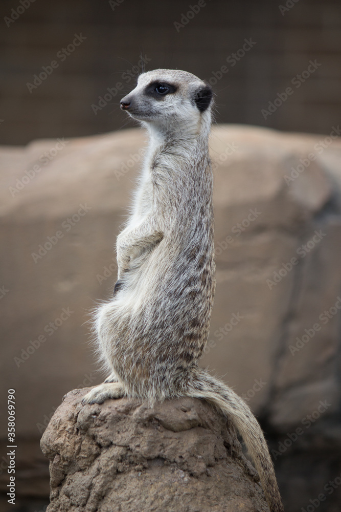 Fototapeta premium meerkat on guard