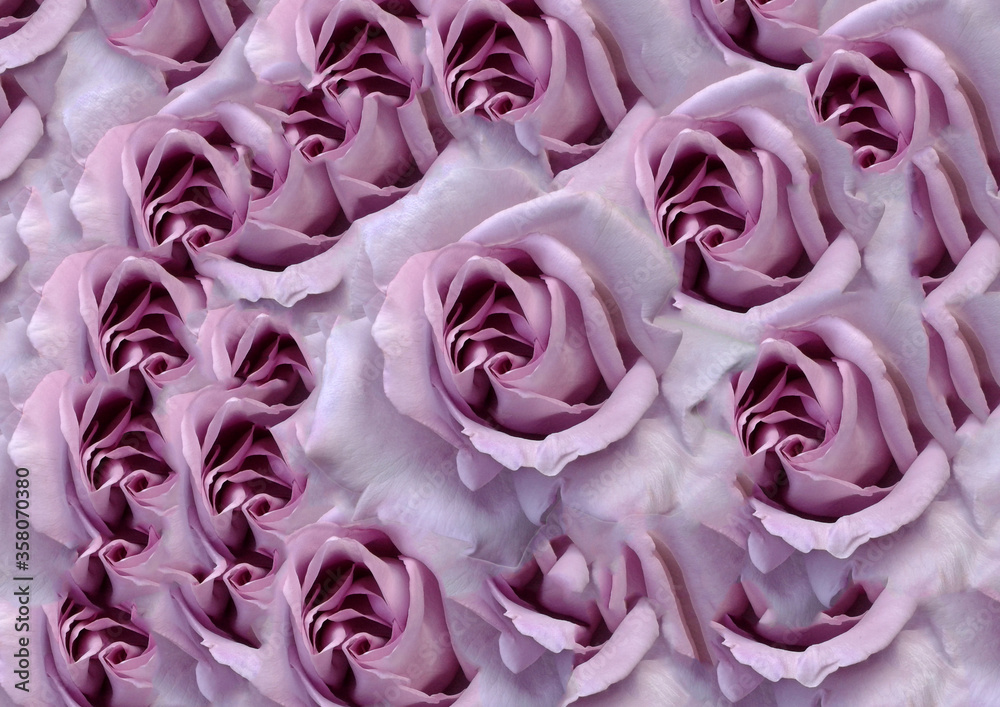 Floral lilac Roses background Floral lilac Roses background