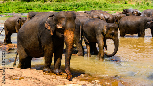 Asian elephant in Pinnawala Orphanage, Wilpattu National Park, Sri Lanka