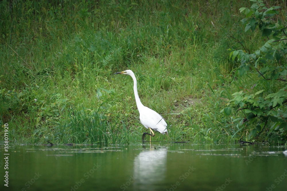Obraz premium Great egret preys on the shallow river.