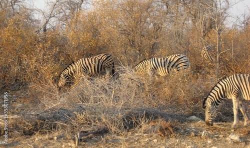 zebras