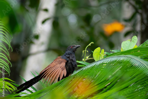 Greater Coucal  photo