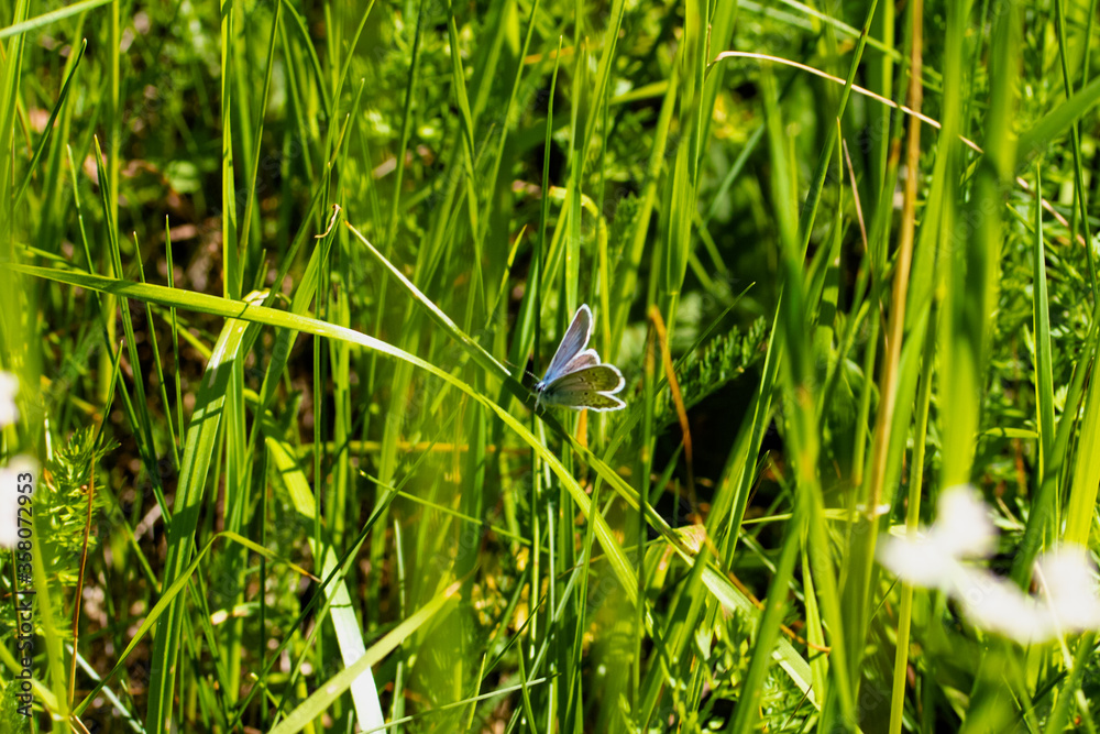 A beautiful butterfly sits on a leaf. A beautiful butterfly sits on a leaf.