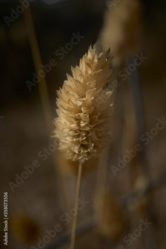 Natural Dried Phalaris Grass Flower Stem Bunch