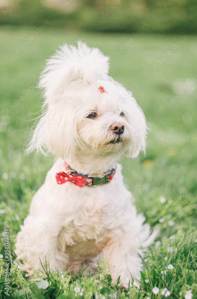 Little white dog sitting on the grass with a pink butterfly. .The dog sits on the grass with white flowers. Dog has a nice face.