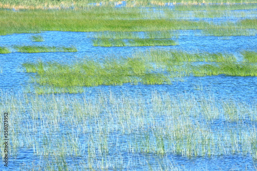 Swamp landscape in Nature park Vrana lake in Croatia  © Simun Ascic