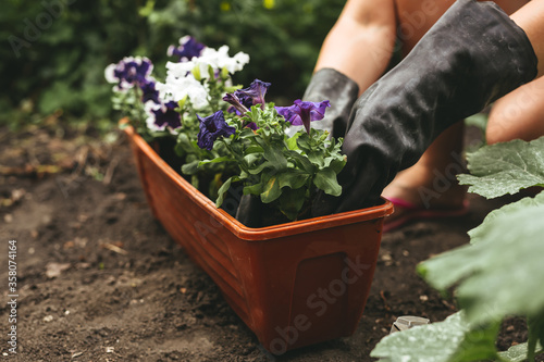 Woman gardener  hand planting petunia flowers in pot. Horticulture and gardening concept