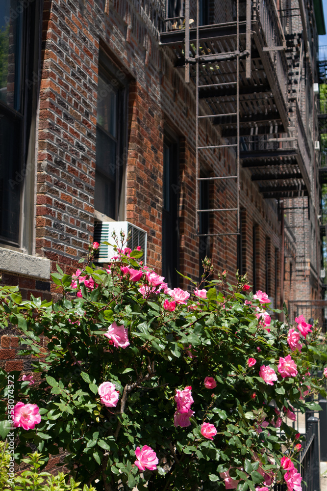 Beautiful Pink Rose Bush during Spring next to an Old Brick Apartment Building with Fire Escapes in Astoria Queens New York Beautiful Pink Rose Bush during Spring next to an Old Brick Apartment Building with Fire Escapes in Astoria Queens New York