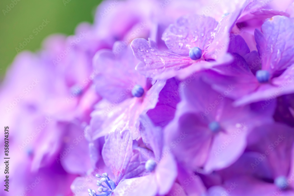 Obraz premium 【東京 王子】飛鳥山公園 あじさい小径(こみち)