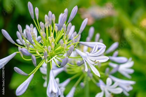 初夏に咲く青い大型の花 アガパンサス ムラサキクンシラン 紫君子蘭 Stock 写真 Adobe Stock