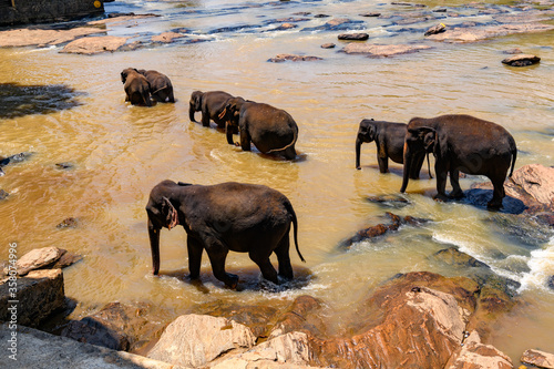 Flock of the Asian elephants in wilderness, Sri Lanka photo