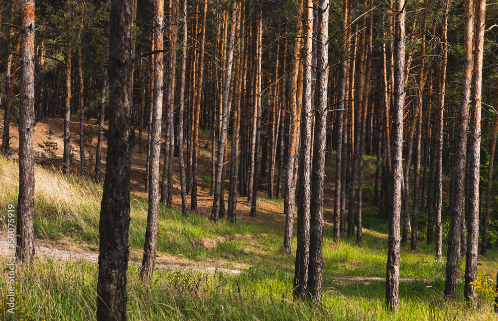 Fototapeta premium tree trunks near green and fresh grass in woods