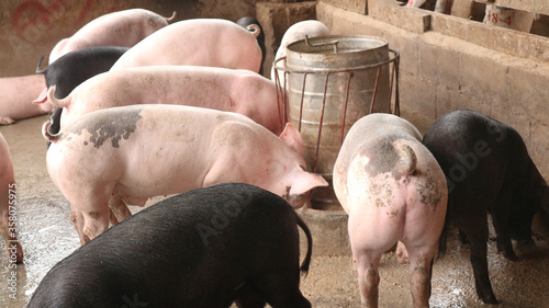 Smile and eyes of pigs are going to eat. Small piglet waiting feed in the farm or pigs in the stable are eating and growing. To send to the slaughterhouse. Is a pork industry To be human.
