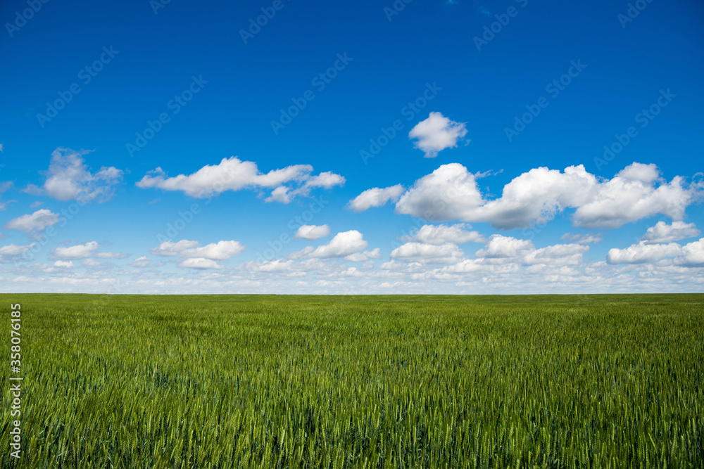Peaceful landscape of a field of ripening wheat against a clear blue sky. Peaceful landscape of a field of ripening wheat against a clear blue sky.