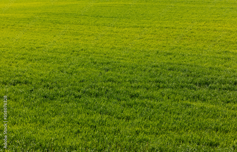 fresh and green lawn with grass in summer fresh and green lawn with grass in summer