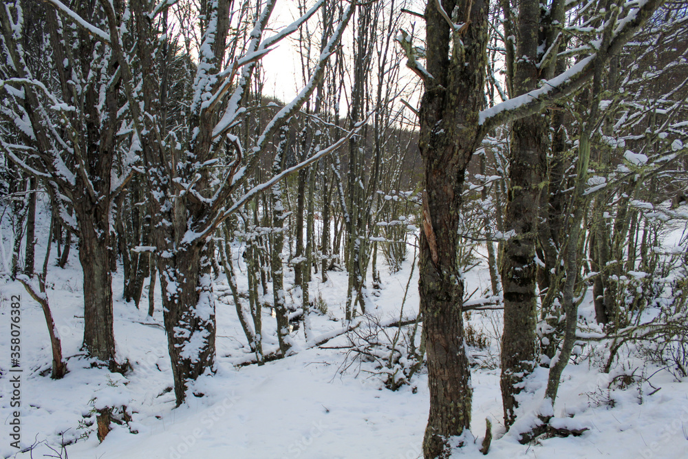 Fototapeta premium winter forest in the snow