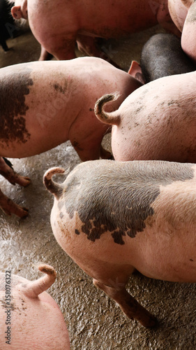 Smile and eyes of pigs are going to eat. Small piglet waiting feed in the farm or pigs in the stable are eating and growing. To send to the slaughterhouse. Is a pork industry To be human.