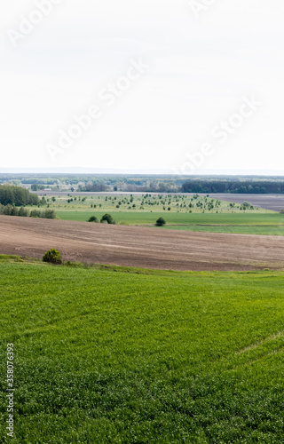 fresh grassy field near green trees, land and bushes