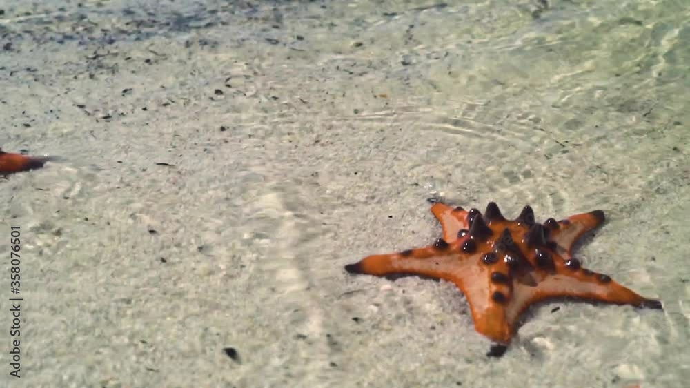 A starfish lying on the white sandy seashore with wavy clean and transparent water. Orange starfish in crystal clear water at the beach with sunrays reflections. A starfish lying on the white sandy seashore with wavy clean and transparent water. Orange starfish in crystal clear water at the beach with sunrays reflections.