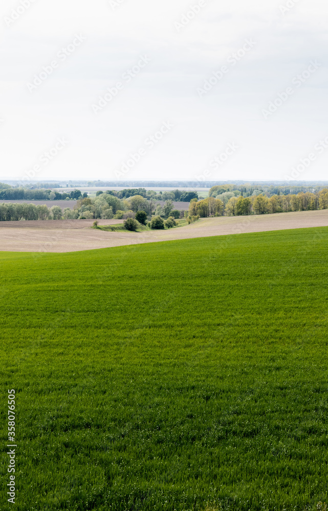 fresh grassy field near trees and bushes